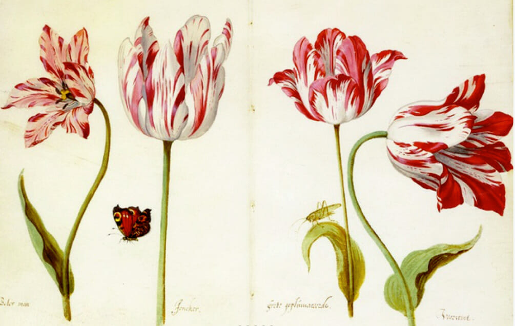 Soane Journal - Exotic Tulips