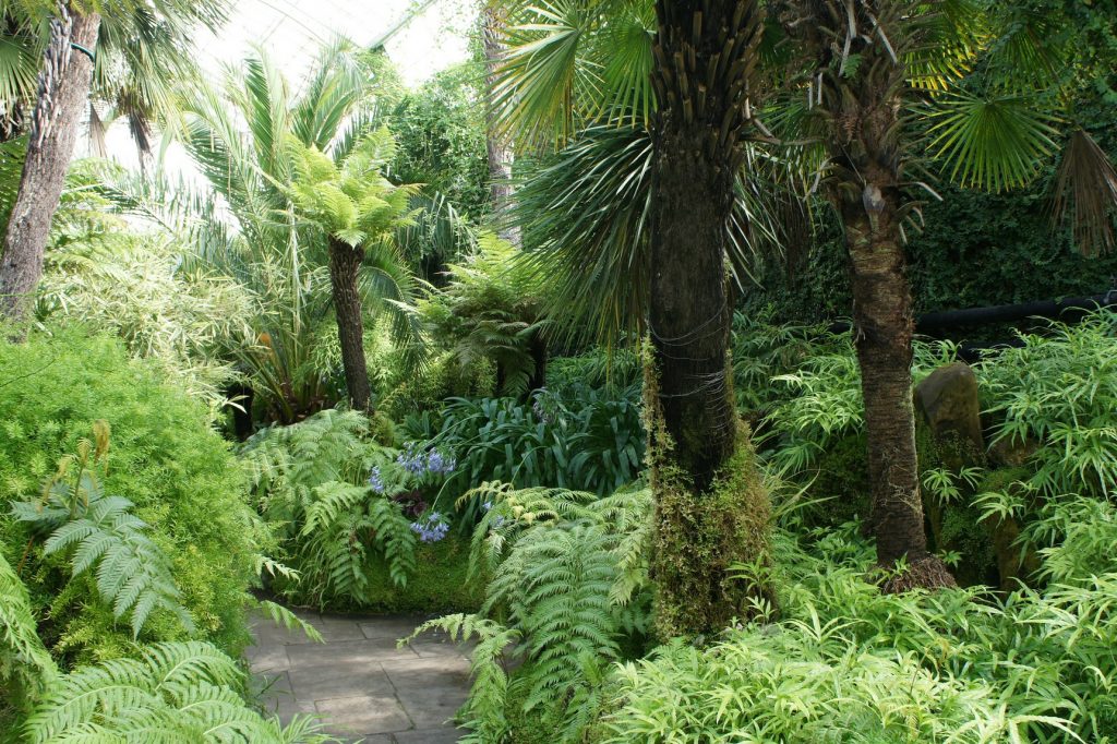 Soane Journal - Ferns and Fronds