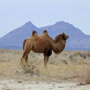Soane Journal - Christmas Camels