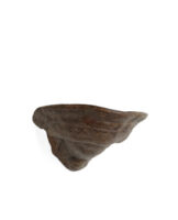 The Fungi Wall Light - Small