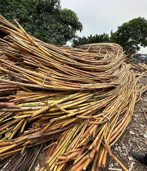 Rattan: bales of the flexible plant material in its raw state