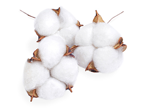 Cotton
